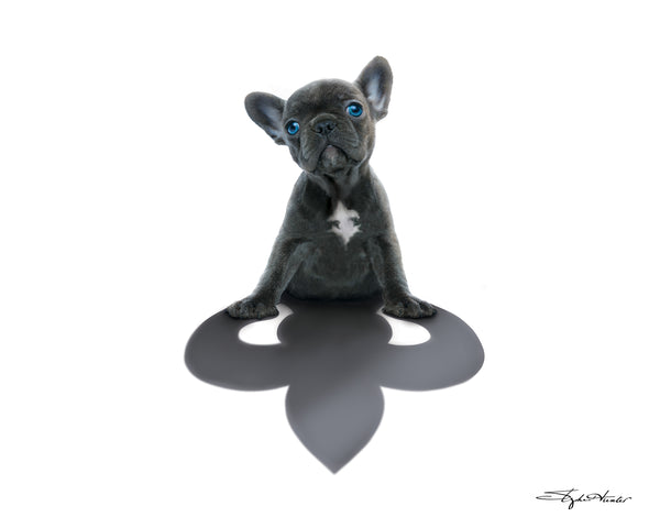 Frenchie Print