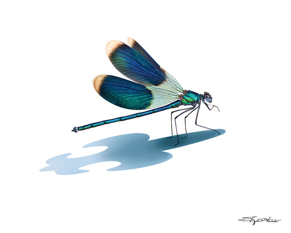 Dragonfly Print