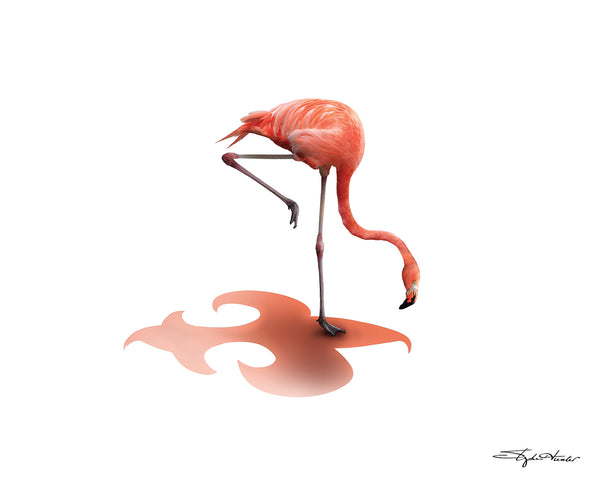 Flamingo Grazing Print