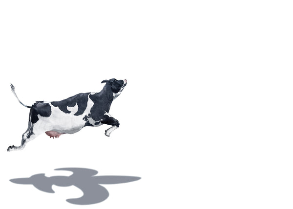 Cow Over the Moon Flat Card Pack