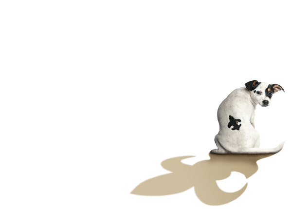 Fleur dog lis Flat Card Pack
