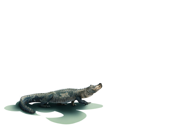Later Gator Flat Note Card Pack