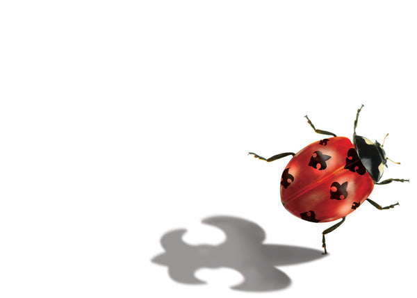 Ladybug Flat Card Pack